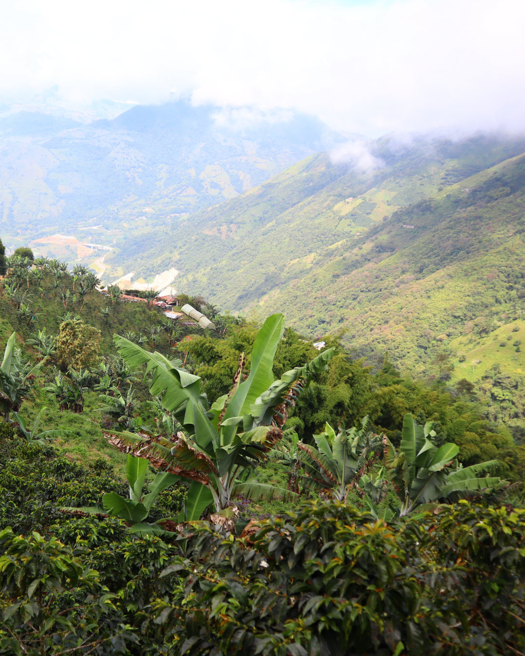 Medellin Coffee Roasters - La vega Pink Borbone