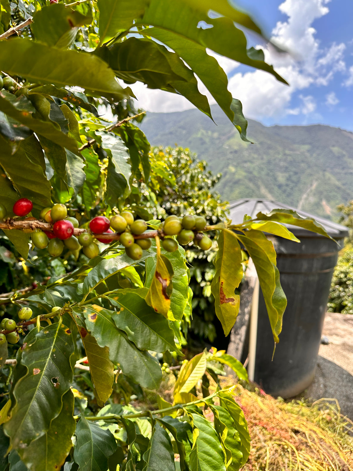Medellin Coffee Roasters Crema Elixir Espresso