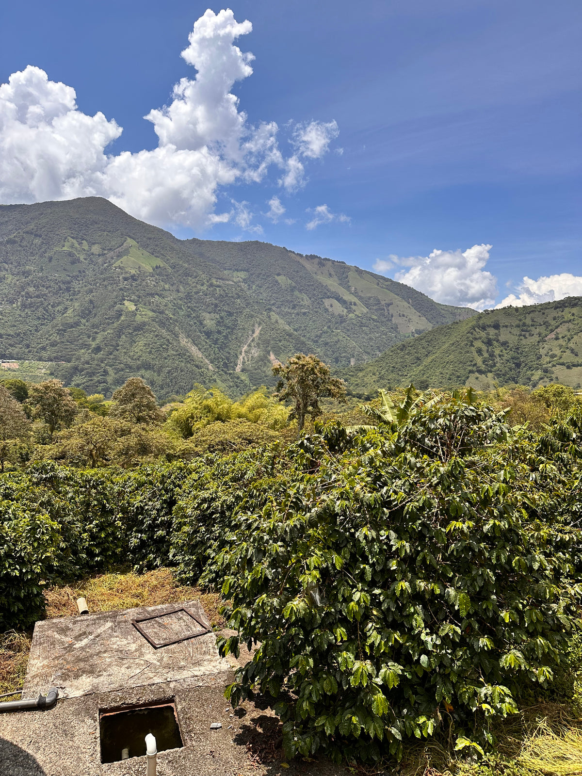 Medellin Coffee Roasters Crema Elixir Espresso